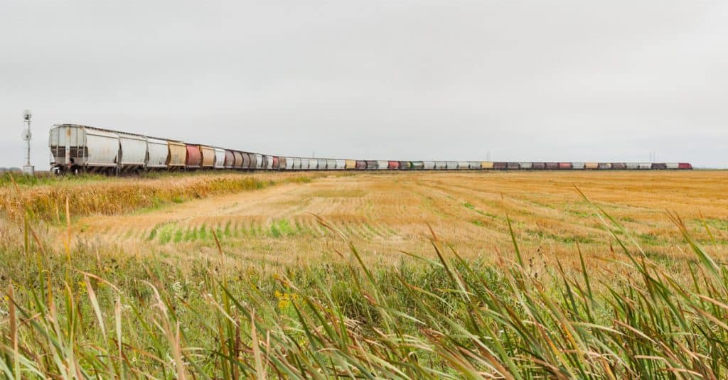 A line of rail hopper cars on a plain of grain.