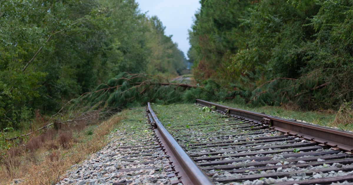A rail track with tree branches on it from a hurricane.